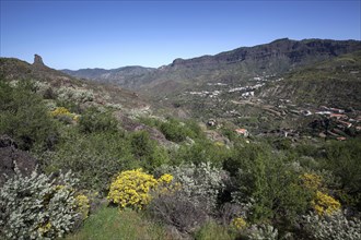 View from a hiking trail below Roque Nublo towards blooming vegetation