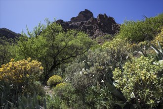View from a hiking trail of blooming vegetation and Roque Nublo