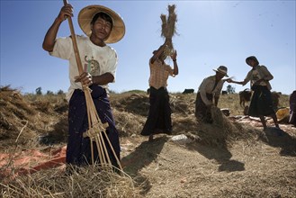 Local men threshing rice straw