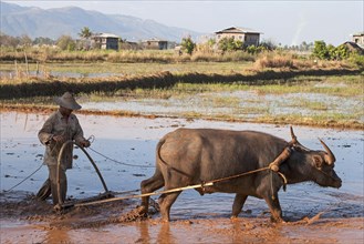 Local farmer plowing a rice field with water buffalo