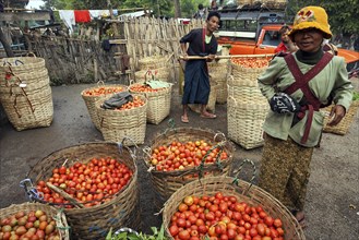 Tomatoes in baskets
