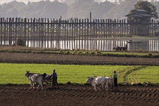 Local men plowing with oxen in the fields