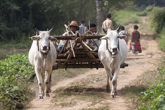 Oxen pulling a cart with local men in Inwa