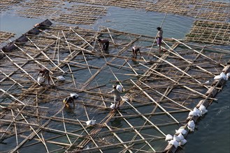 Native workers building a floating bamboo frame on the Irrawaddy or Ayeyarwaddy to create land