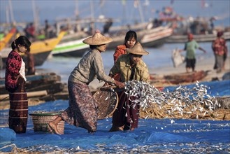 Local women spreading out freshly caught fish to dry on blue nets on the beach of the fishing village Ngapali