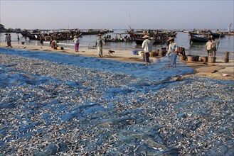 Fish spread out on blue nets to dry on the beach of the fishing village Ngapali