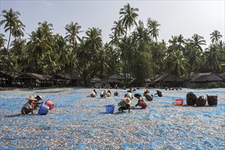 Fish spread out to dry on blue nets on the beach of the fishing village Ngapali