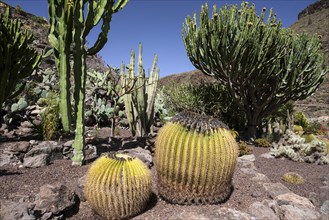 Various cacti