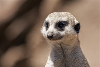 Meerkat