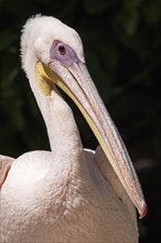 Pelican