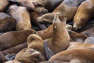 California sea lions