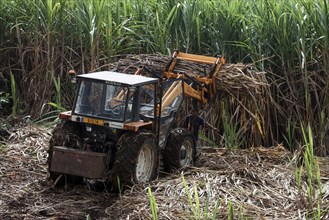 Sugar cane harvesting with a tractor