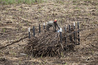 Local man stacking harvested sugar cane