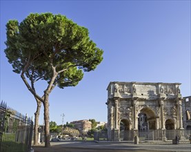 Pine tree and Arch of Constantine