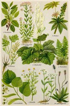Illustration of medicinal plants