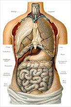 Thoracic and abdominal organs