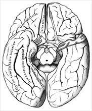 Human brain from below