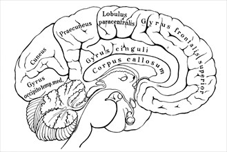 Section of left hemisphere of human cerebrum