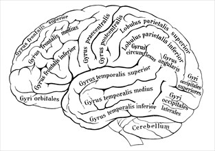 Left hemisphere of human cerebrum