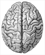 Human cerebrum from above
