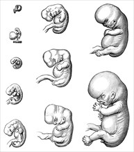Development of embryo up to 9th week
