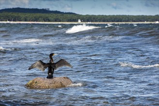 Great cormorant