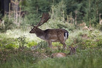 Fallow deer