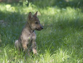 Young grey wolf
