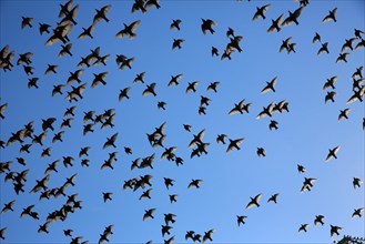 Common starlings