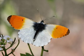 Orange tip butterfly