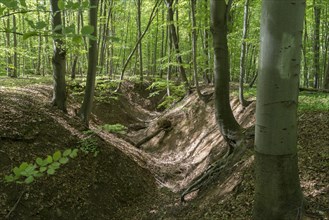 Gully in a beech forest