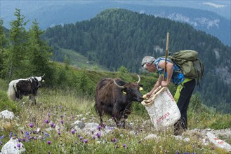 Shepherd feeding yak