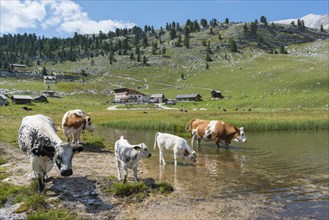 Cows standing in lake
