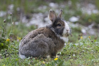 European or common rabbits