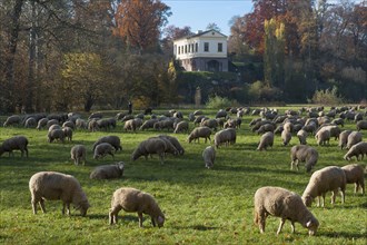 Flock of sheep in the park by the Ilm