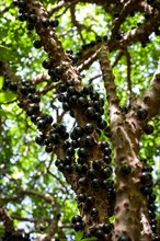 Jabuticaba fruits of the Jabuticabeira tree or Brazilian Grape Tree