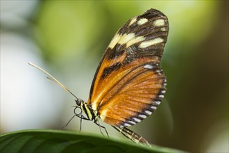 Tiger Longwing or Golden Hecale