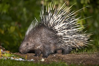 Malayan or Himalayan porcupine