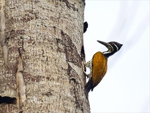 Buff-spotted flameback