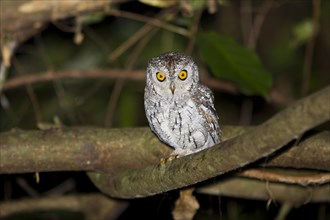 Oriental scops owl