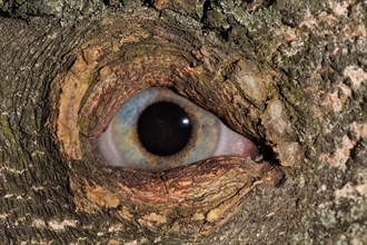 Eye looking through knothole in tree