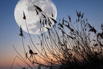 Reeds in front of full moon