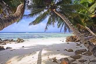 Sandy dream beach of Anse Baleine