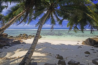 Anse Baleine palm beach