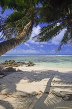 Anse Baleine palm beach