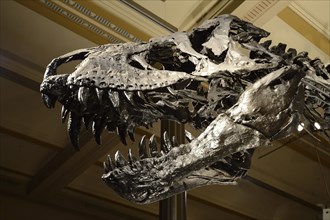 Skull of the until now best preserved skeleton of Tyrannosaurus rex or T. rex