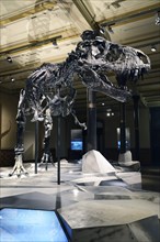 The far best preserved skeleton of Tyrannosaurus rex or T. rex