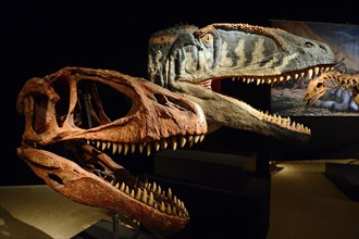 Skull and reconstruction of a carnivorous carcharodontosaurid dinosaur