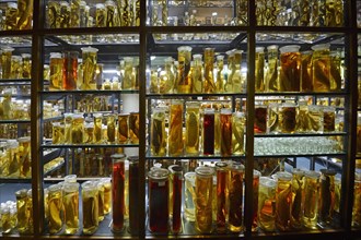 Glass cabinet with alcohol-preserved animal specimens