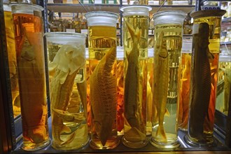 Glass cabinet with alcohol-preserved animal specimens